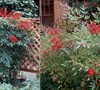 garden in the shade