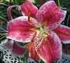Star Gazer Lily