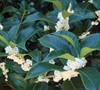 Fortune's Osmanthus
