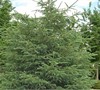 Black Hills Spruce