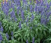 Victoria Blue Salvia