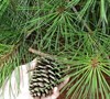 Loblolly Pine