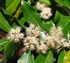 Cherry Laurel Cherry Ruffles