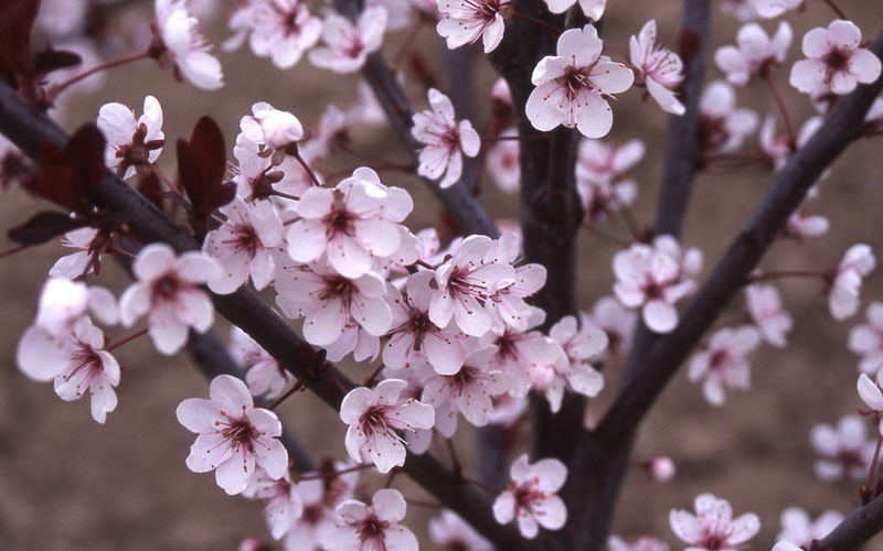 Cistena Plum Picture