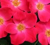 Pink Homerun Rose