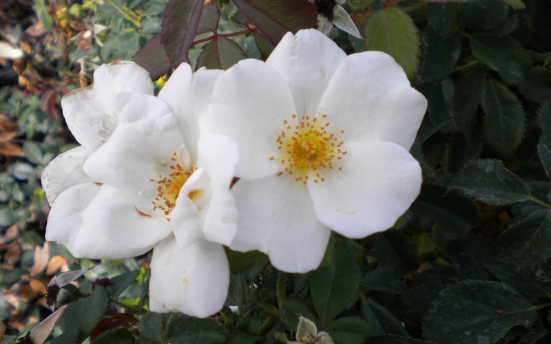 White Out Knock Out Rose Picture