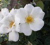 White Out Knock Out Rose