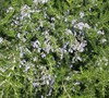 Prostratus Rosemary