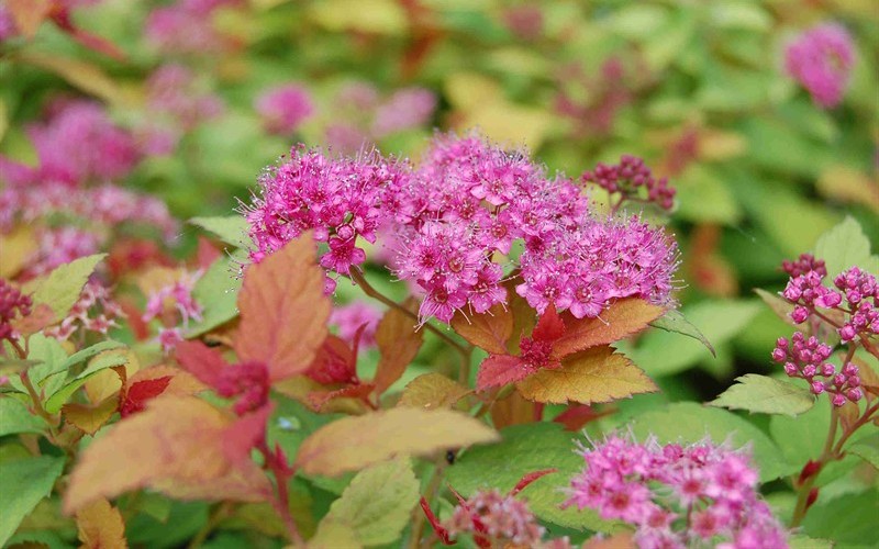 Gold Flame Spirea Picture