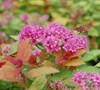 Gold Flame Spirea Picture