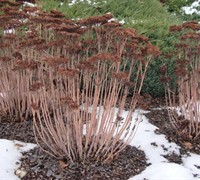 Autumn Joy Sedum Picture