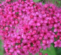 Neon Flash Spirea Picture