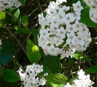 Burkwoodii Viburnum Picture
