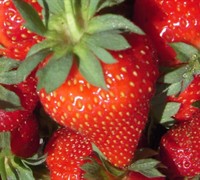 Albion Strawberry Picture