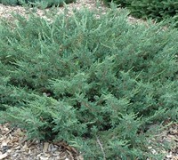 Alpine Carpet Juniper Picture