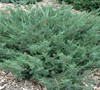 Alpine Carpet Juniper