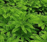 American Maidenhair Fern Picture