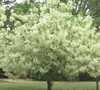 Grancy Graybeard Tree Picture
