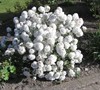 Eskimo Viburnum