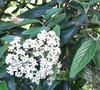 Roadside Garden