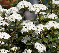 Dwarf Viburnum