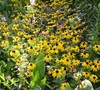 Butterfly Chase Garden Picture