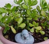 Jade Plant