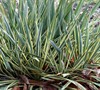 Bright Edge Yucca