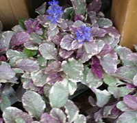 Burgandy Glow Ajuga Picture