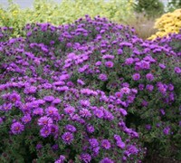 Purple Dome Aster Picture