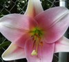 a lovely backdrop along the fence that grows to 5 feet high