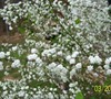 spirea in the spring