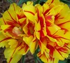 these tulips were a showstopper this year!