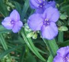spiderwort