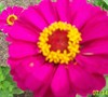zinnia
