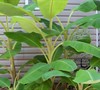beautiful banana trees