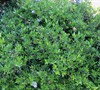 dwarf gardenia?