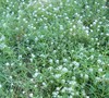 awesome alyssum