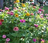 exZuberant Zinnias