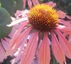 Summer Sky Coneflower
