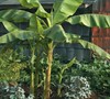 Basjoo Hardy Banana