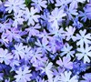Emerald Blue Phlox
