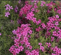 Emerald Pink Phlox Picture