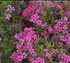 Emerald Pink Phlox Picture