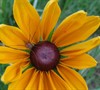 Indian Summer Rudbeckia