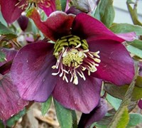 Royal Heritage Lenten Rose Picture