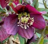 Royal Heritage Lenten Rose