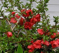 Texas Scarlet Flowering Quince Picture