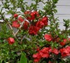 Texas Scarlet Flowering Quince
