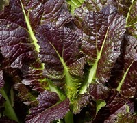 Red Giant Mustard Picture